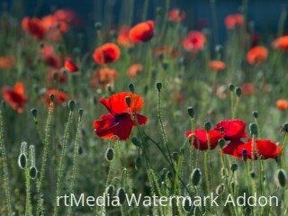 poppies-384926_1280-800x534