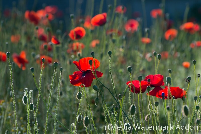 poppies-384926_1280-800x534-3