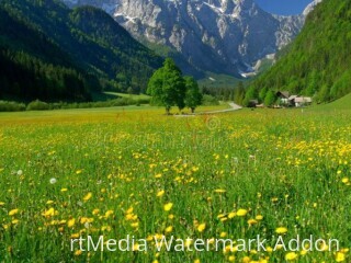 Spring in alpine valley stock photo_ Image of slovenia - 2021784