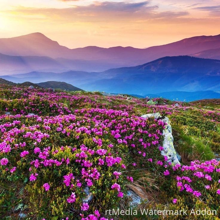 valley-of-flowers-trek-uttarakhand-2021-complete-guide